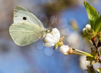 white butterfly on a white flower