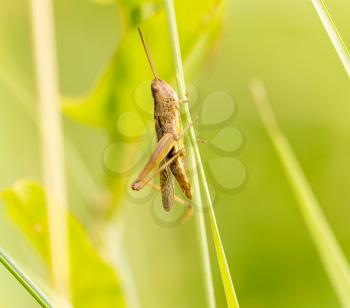 grasshopper in nature. close