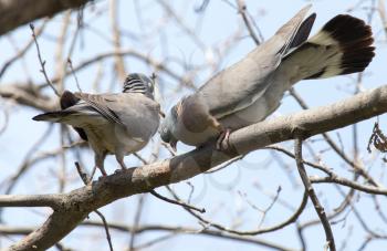 two doves in love on the tree in nature