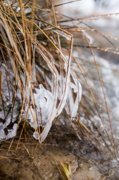 Icicle frozen on a branch of a tree near a mountain stream. The winter nature