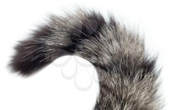 tail of a cat on a white background