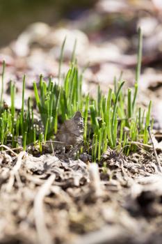 young grass in the ground outdoors