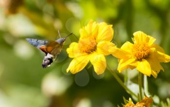 Sphingidae, known as bee Hawk-moth, enjoying the nectar of a yellow flower. Hummingbird moth. Calibri moth.