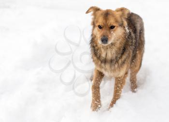 dog running outdoors in winter