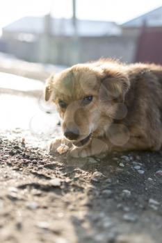 dog gnaws a bone in nature