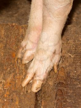 pig's feet