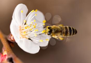 bee in flight in nature