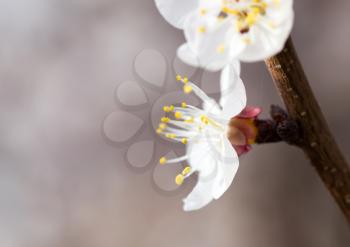apricot flowers on a tree in nature