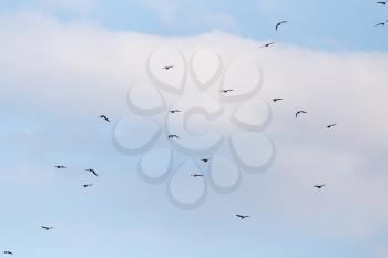 A flock of seagulls flying in the sky