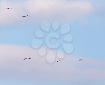 a flock of seagulls in the sky at sunset