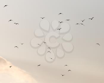 a flock of seagulls in the sky at sunset