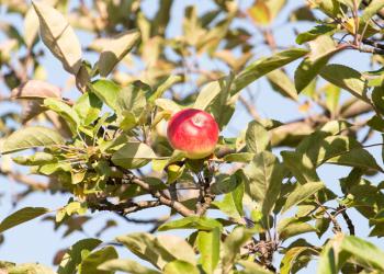 ripe apples on the tree in nature