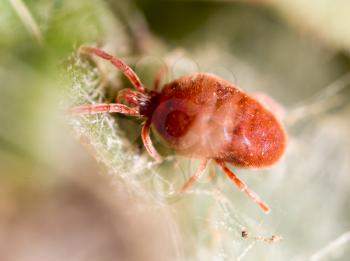 Red tick in nature. macro