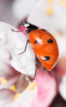 ladybug on a flower. macro
