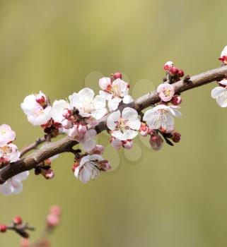 apricot flowers on a tree in nature