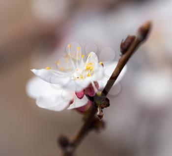 apricot flowers on a tree in nature