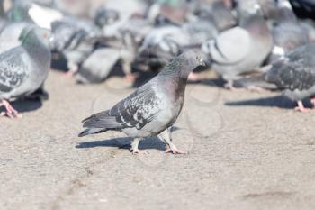 a flock of pigeons in the city