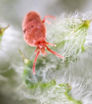 Red tick in nature. macro