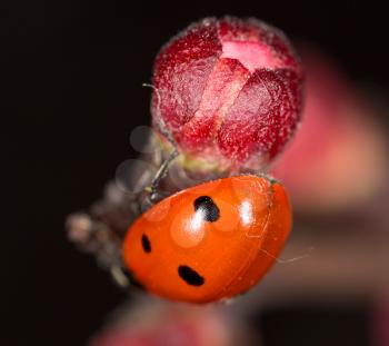 ladybug on a flower. macro