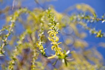 flowers on the tree in nature willow