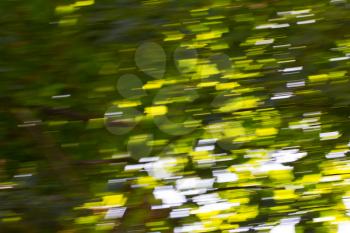 Motion blurred foliage