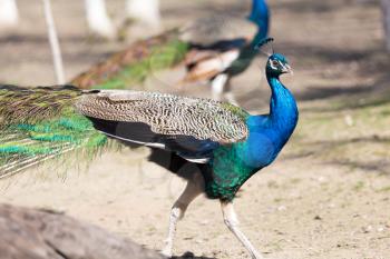 Beautiful peacock portrait. Big colorful bird in nature