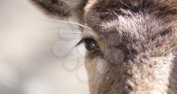 Eye deer in nature, close-up