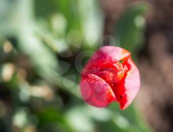 closed tulip flower in nature