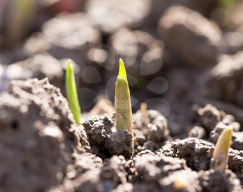 young plant in the ground outdoors. macro