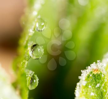 frost on the green sheet. macro