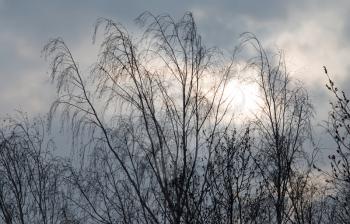 bare branches of a tree at sunrise