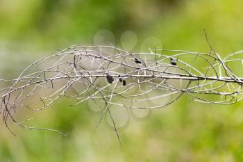 dry thorn in nature