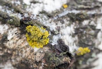 moss on a tree in winter