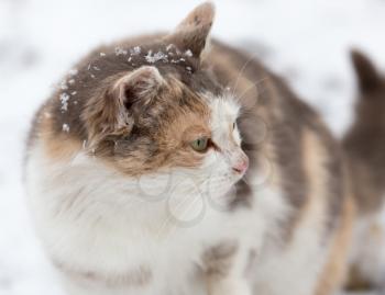 Cat in the snow in the winter