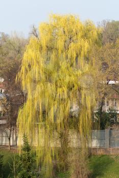 blooming willow on the nature