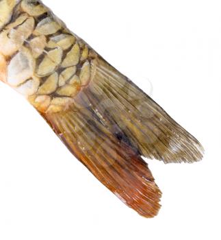 carp tail on a white background