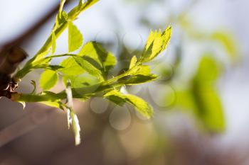 young leaves on the tree in nature