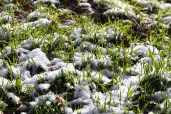 snow on the green grass in nature