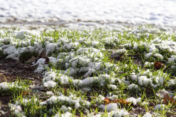 snow on the green grass in nature