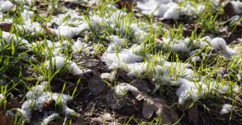 snow on the green grass in nature