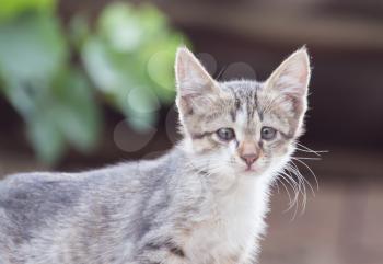 portrait of kitten