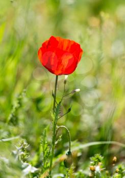 red poppy on nature