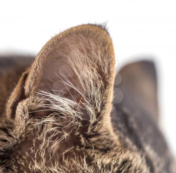 ear cat as the backdrop. macro