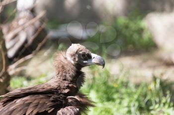 bird hawk nature