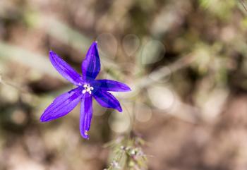 beautiful blue flower on nature