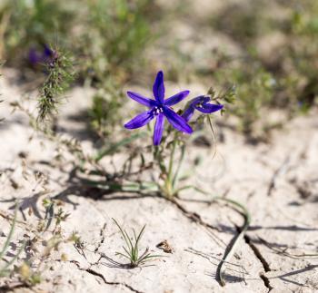 beautiful blue flower on nature