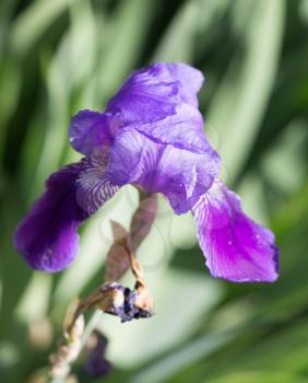 beautiful blue flower on nature