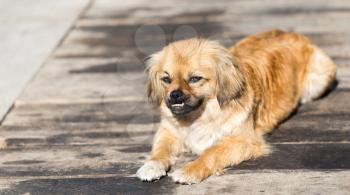 beautiful dog portrait in nature