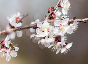 apricot flowers on a tree in nature