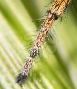 foot spider in nature. super macro